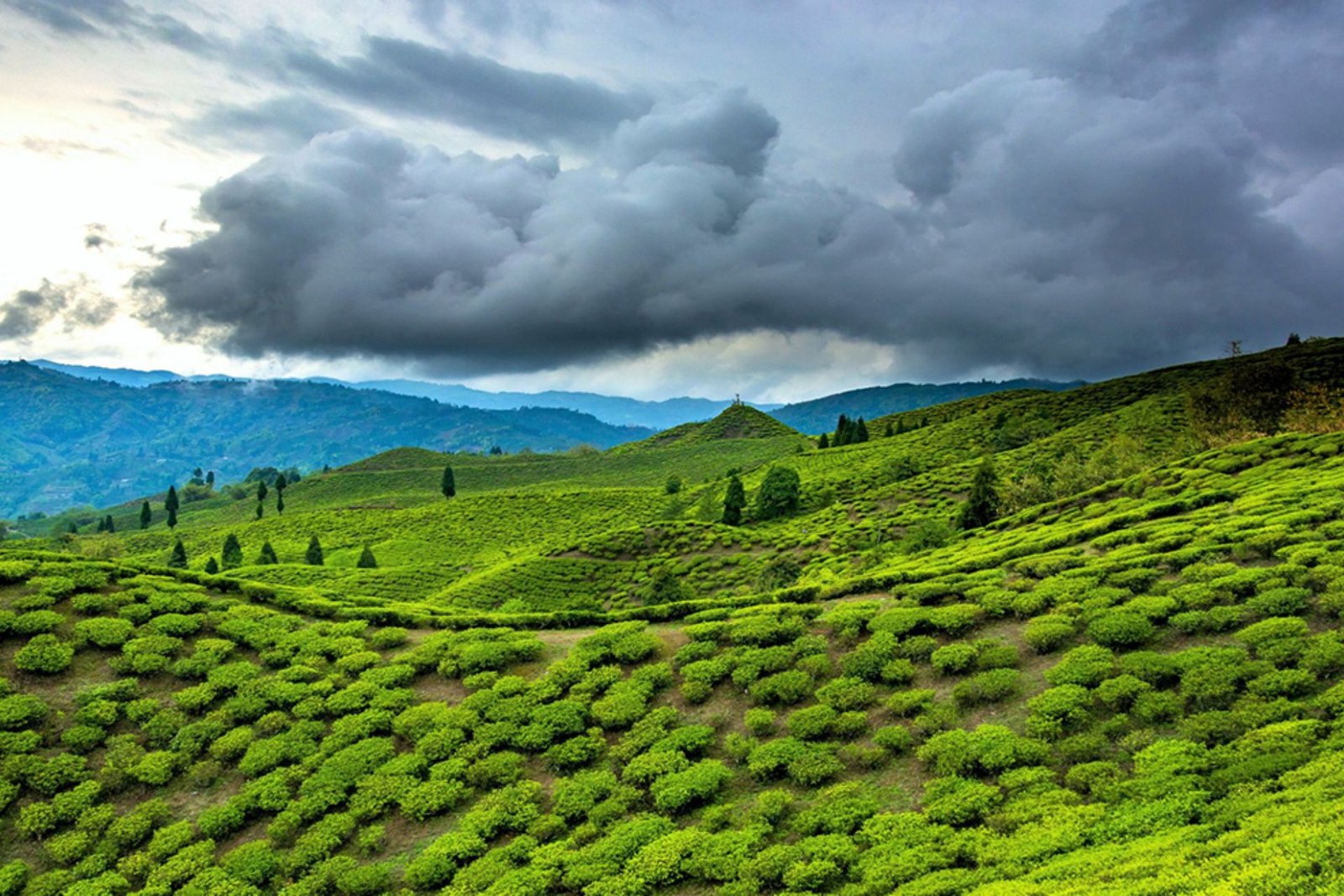 Wayanad & Coorg Tour 
