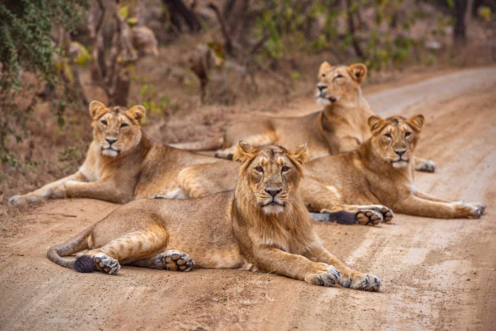 Gir National Park Tour