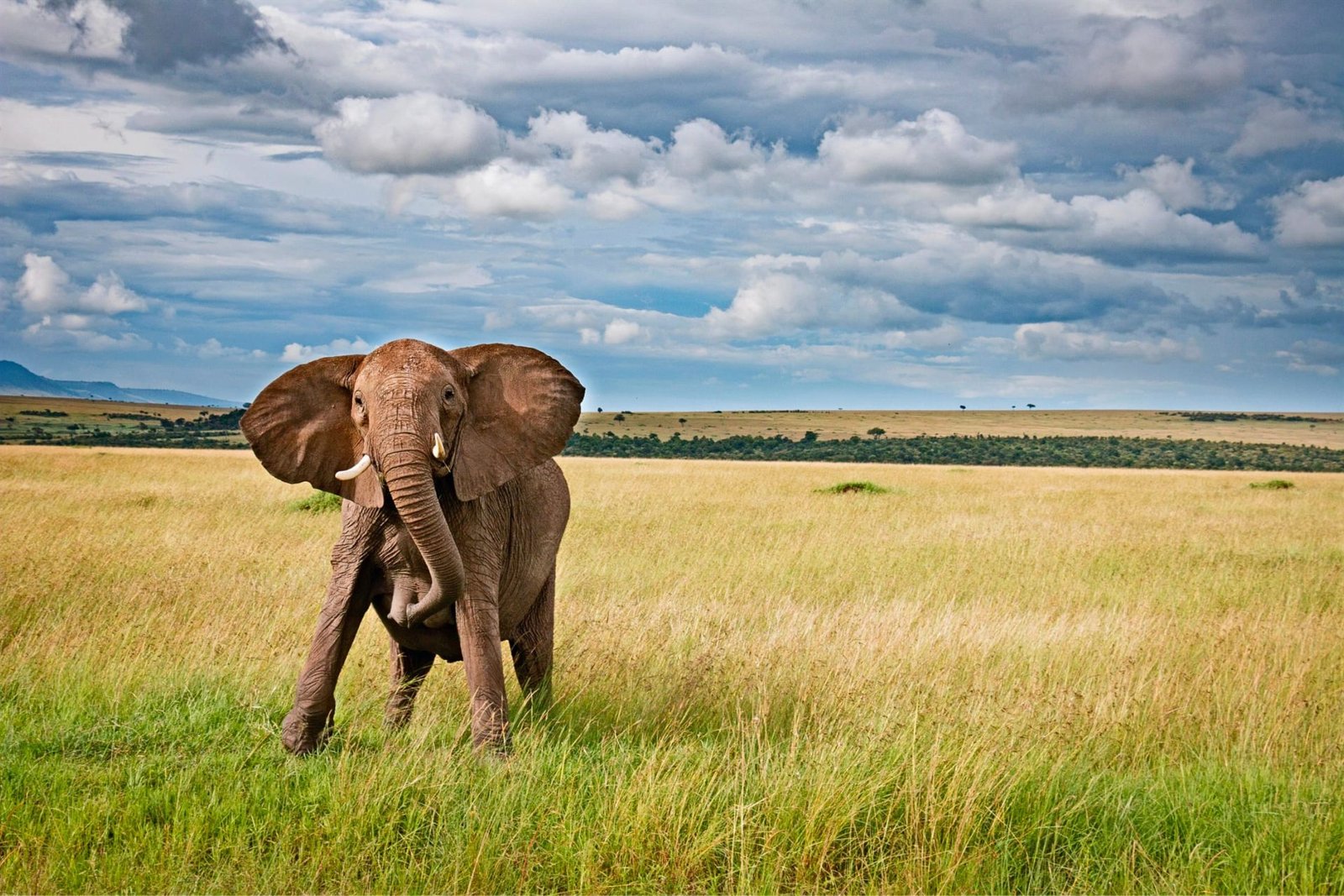 Kenya Road Safari Package