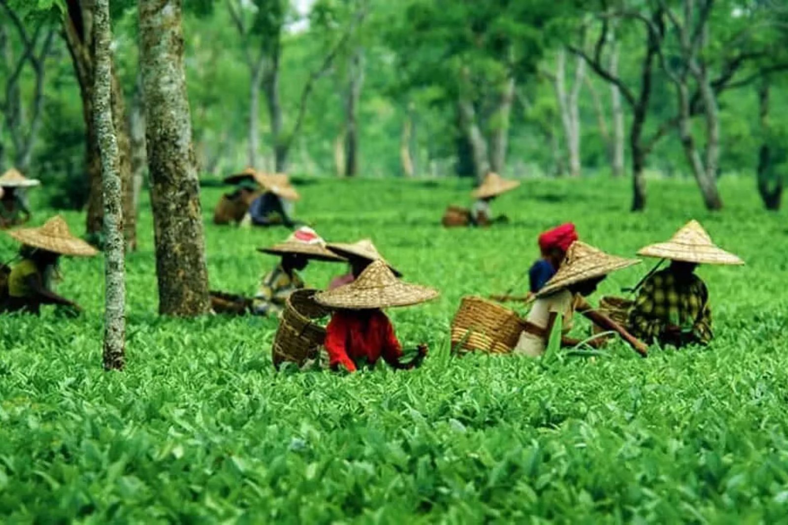 Assam