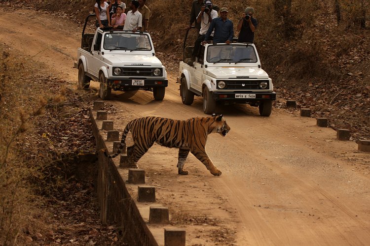 Safari Tour Packages